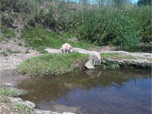 Damson Cottage B&B Lacock Εξωτερικό φωτογραφία