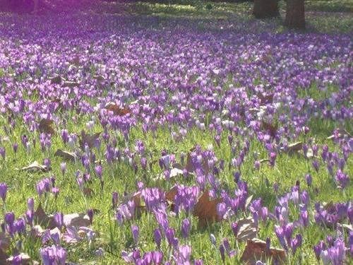 Damson Cottage B&B Lacock Εξωτερικό φωτογραφία